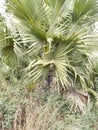 Borassus flabellifer Asian palmyra palm baby Plants